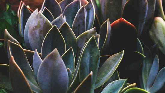 Agave Blooms 12 oz Candle