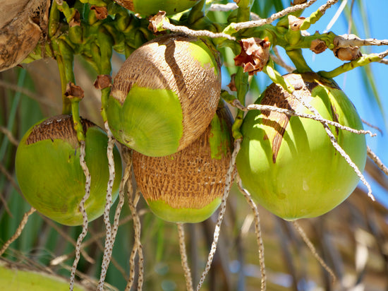 Heavenly Coconut Car Diffuser