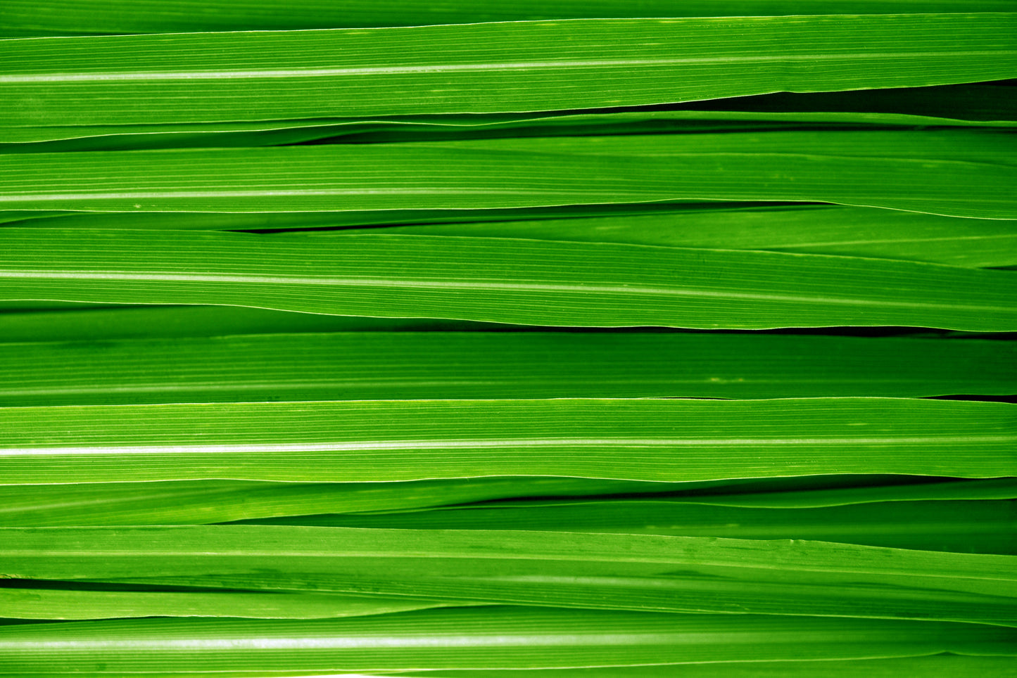 Fresh Lemongrass Diffuser