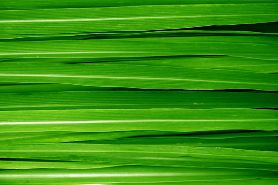 Fresh Lemongrass Diffuser