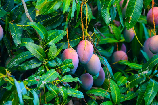 Mango Jungle Diffuser