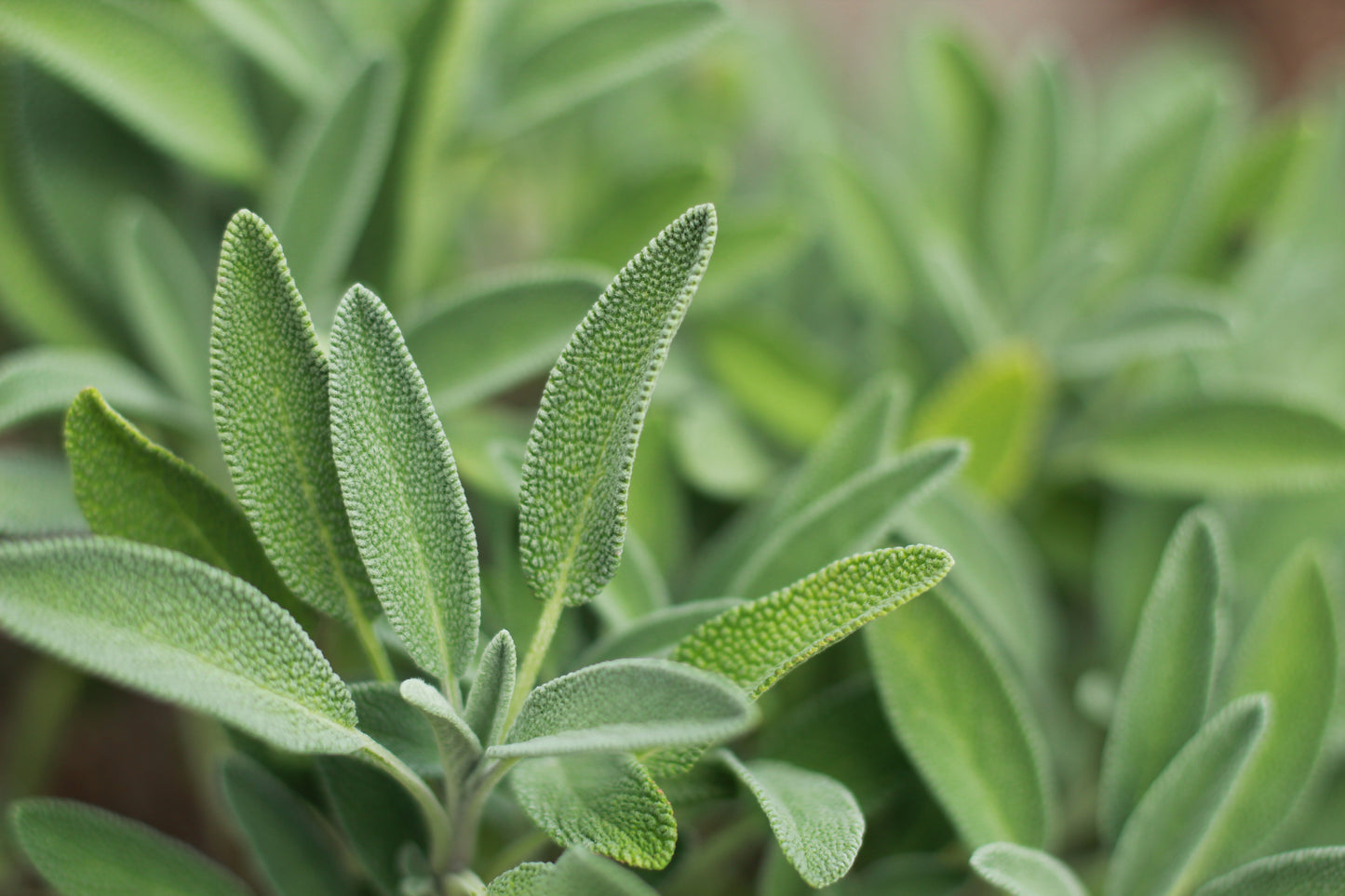 Spiced Sage Diffuser