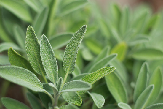 Spiced Sage Diffuser