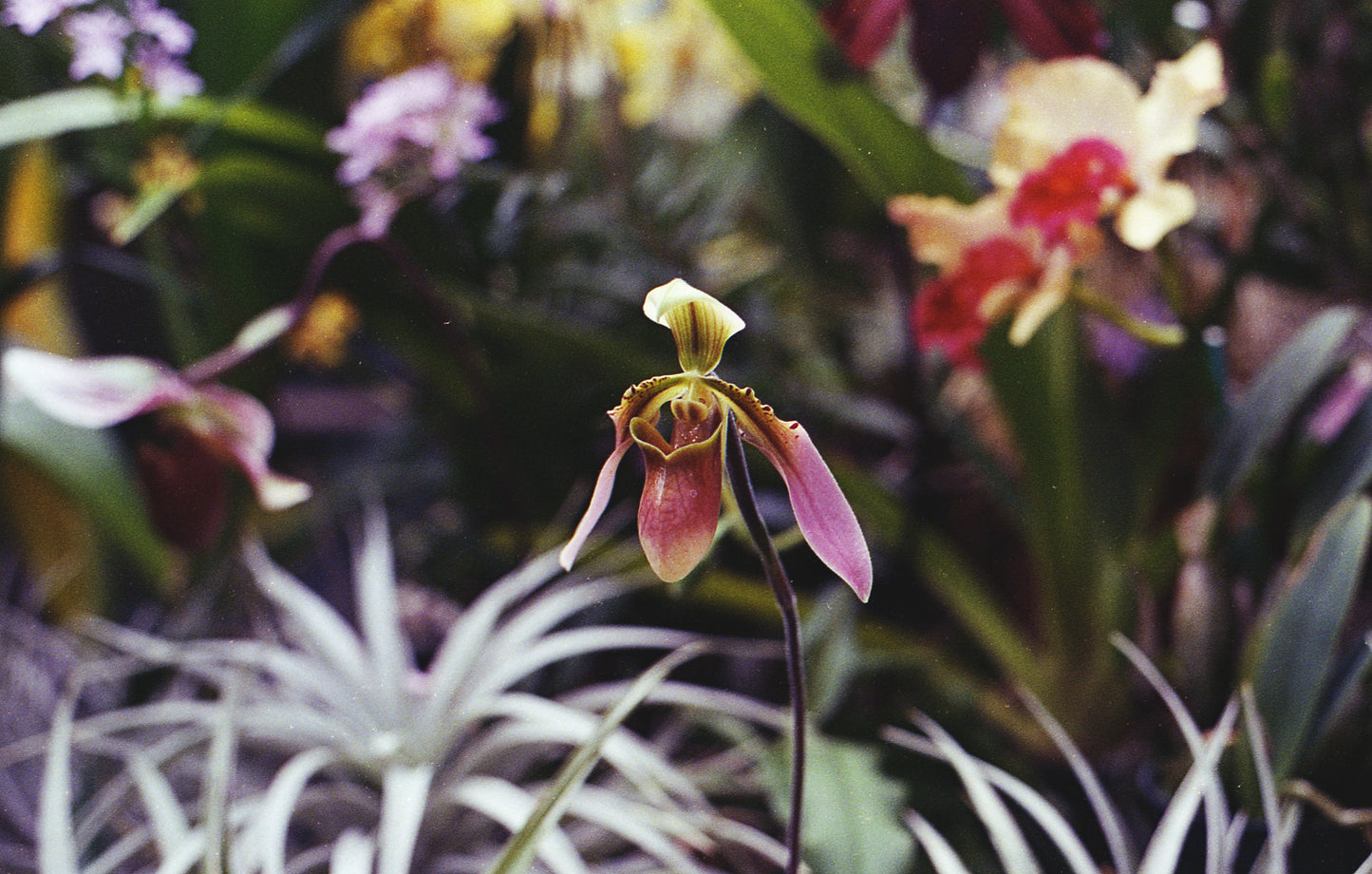 Velvet Orchid Room Spray