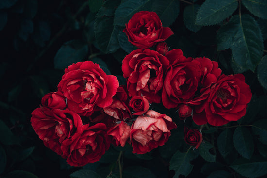 Wild Rose Room Spray