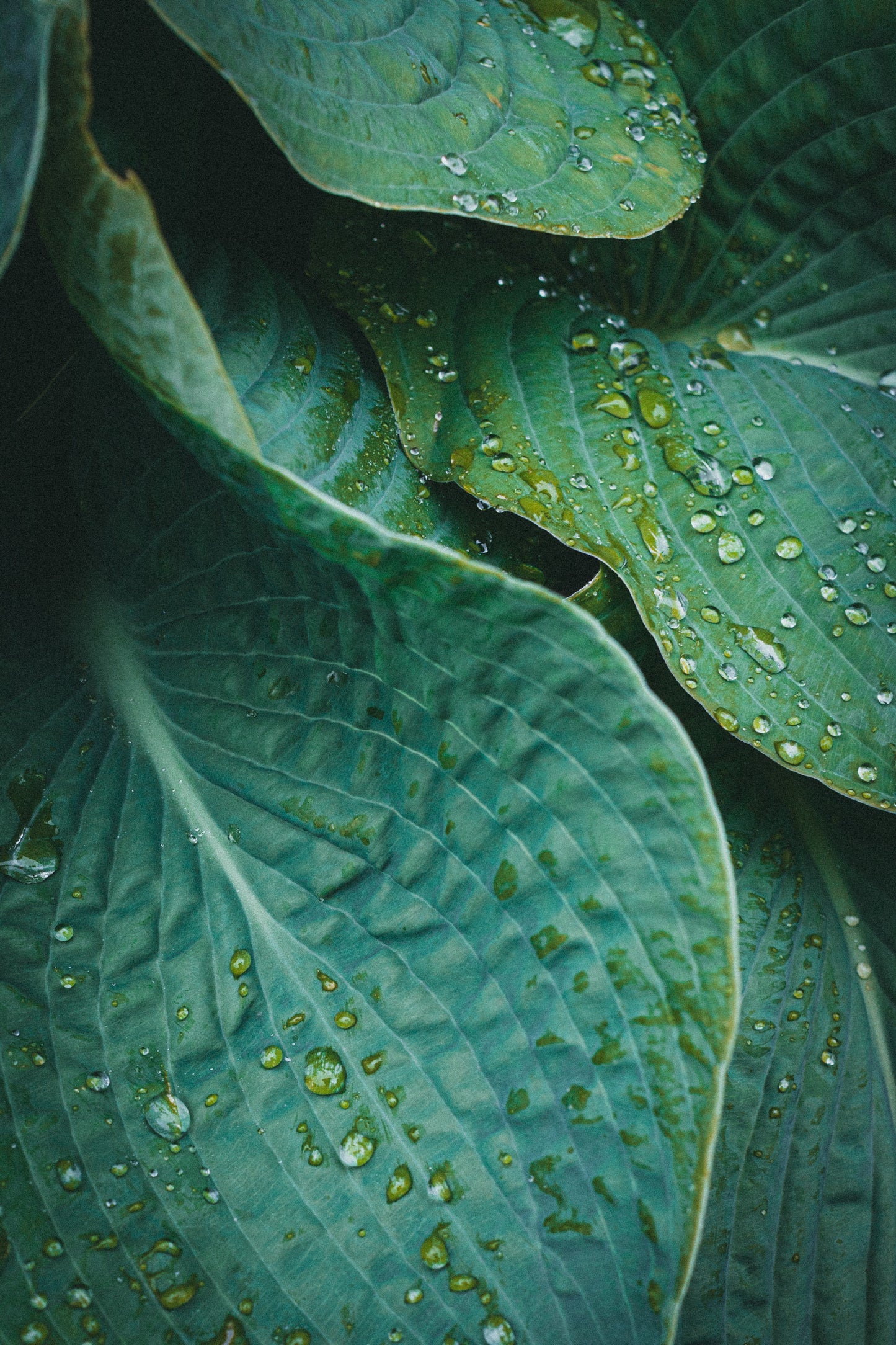 Native Foliage Room Spray
