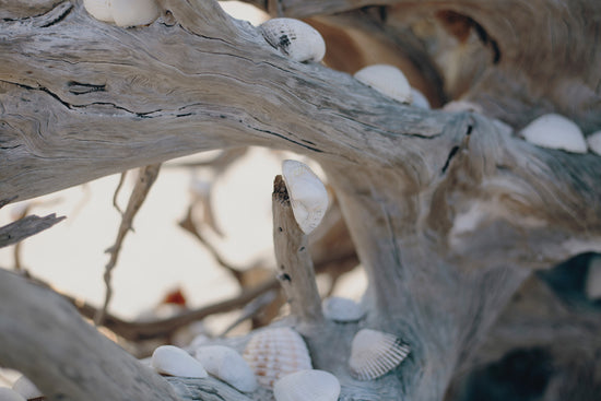 Driftwood Breeze Wax Melt