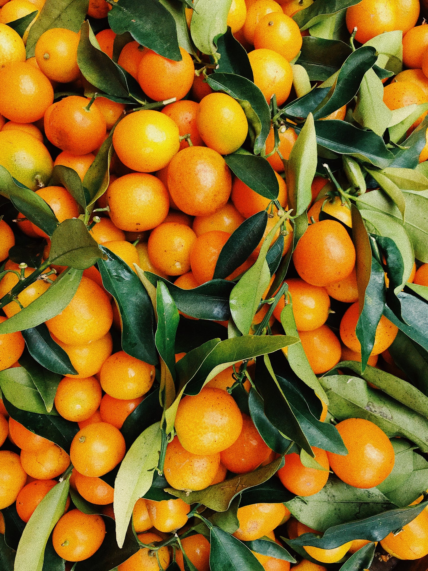 Citrus Greens Room Spray