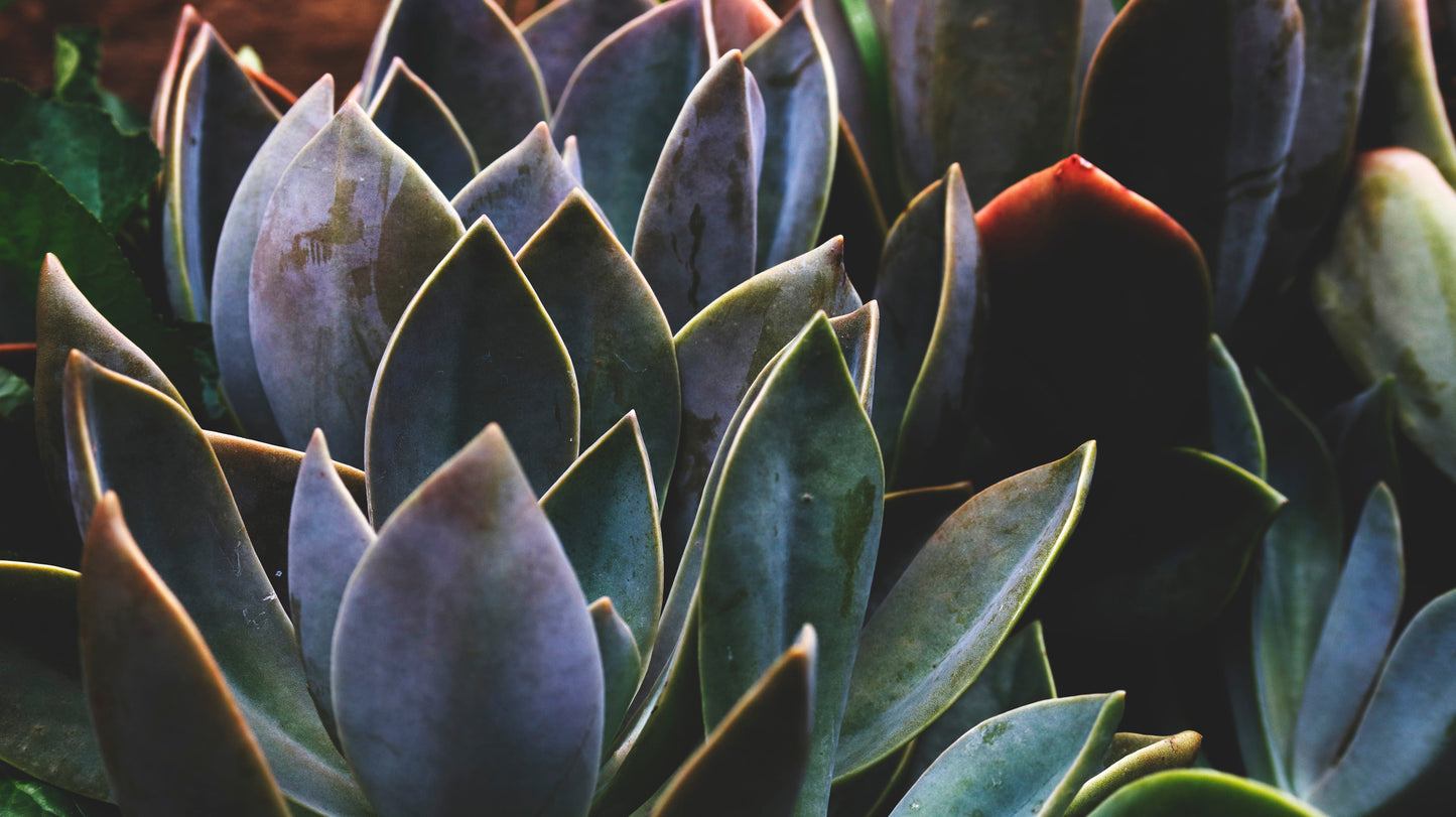 Agave Blooms Perfume Oil Tube