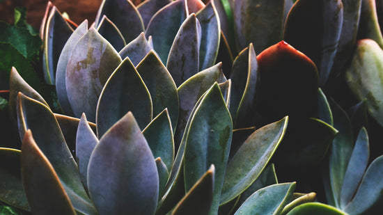 Agave Blooms Perfume Oil Tube