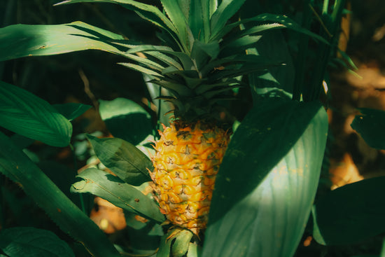 Tidal Pineapple Room Spray