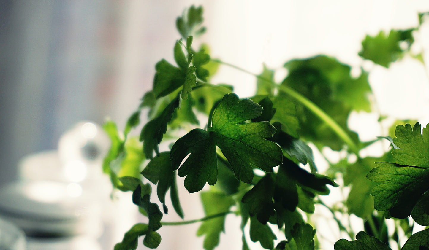 Fresh Greens Room Spray